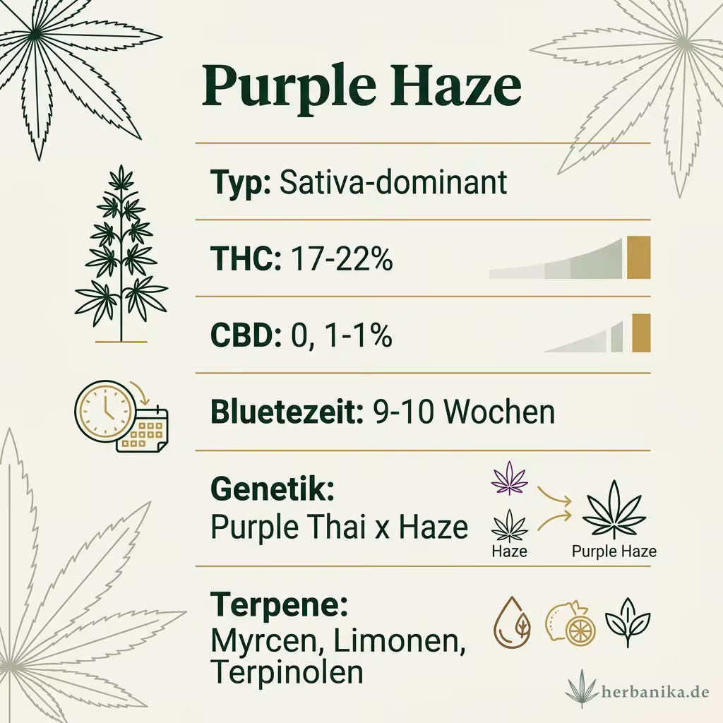 Infografik mit Purple-Haze Key Facts: Typ Sativa-dominant, THC 17-22%, Bluetezeit 9-10 Wochen, Genetik Purple Thai x Haze und Terpene Myrcen, Pinen, Caryophyllen