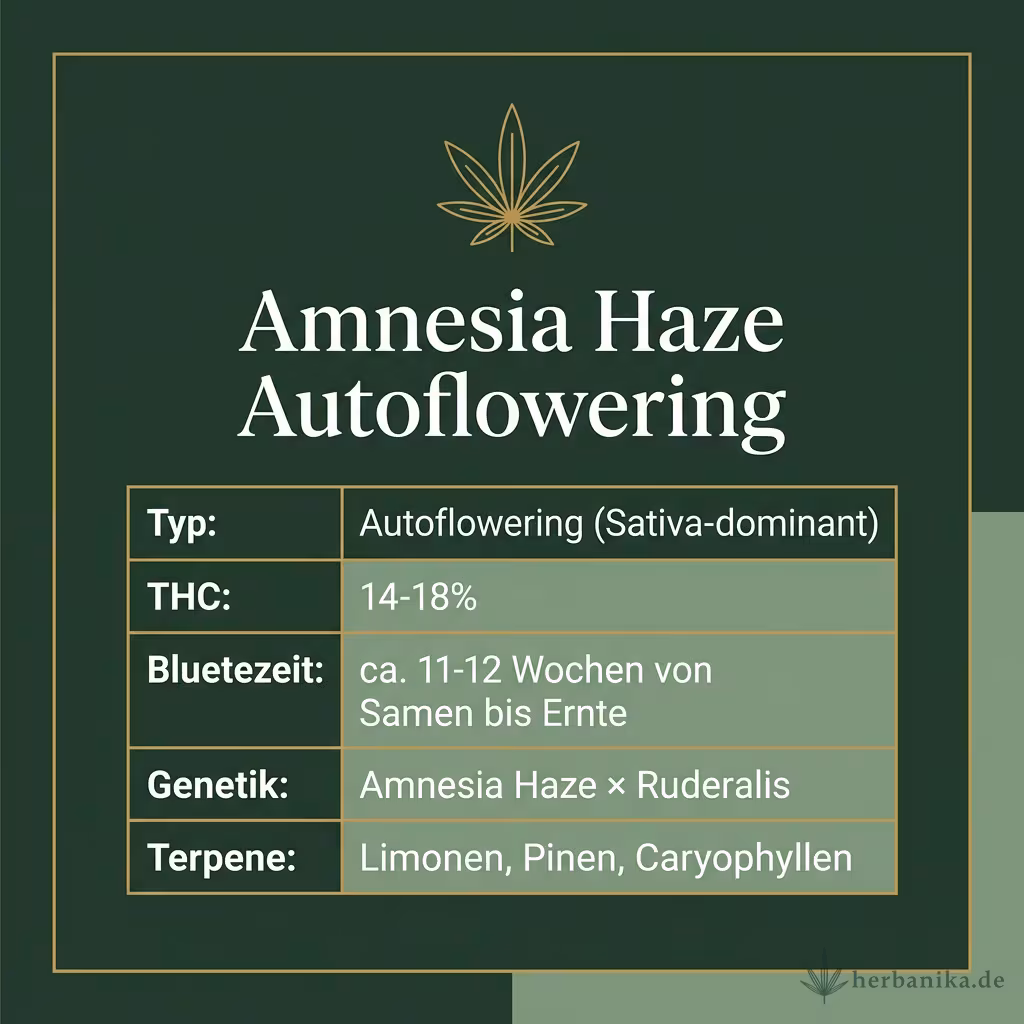Infografik mit Amnesia Haze Autoflowering Key Facts: Typ Autoflowering (Sativa-dominant), THC 14-18%, Bluetezeit ca. 11-12 Wochen von Samen bis Ernte, Genetik Amnesia Haze × Ruderalis und Terpene Limonen, Pinen, Caryophyllen
