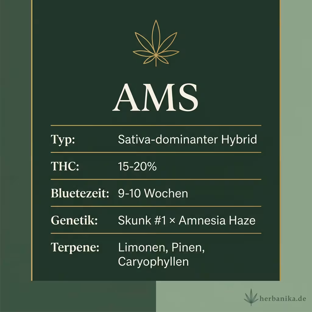 Infografik mit AMS Key Facts: Typ Sativa-dominanter Hybrid, THC 15-20%, Bluetezeit 9-10 Wochen, Genetik Skunk #1 × Amnesia Haze und Terpene Limonen, Pinen, Caryophyllen