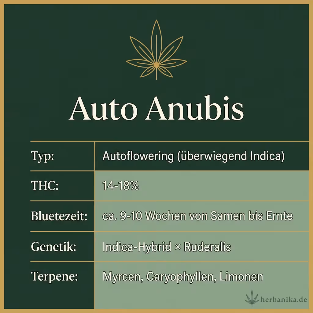 Infografik mit Auto Anubis Key Facts: Typ Autoflowering (überwiegend Indica), THC 14-18%, Bluetezeit ca. 9-10 Wochen von Samen bis Ernte, Genetik Indica-Hybrid × Ruderalis und Terpene Myrcen, Caryophyllen, Limonen