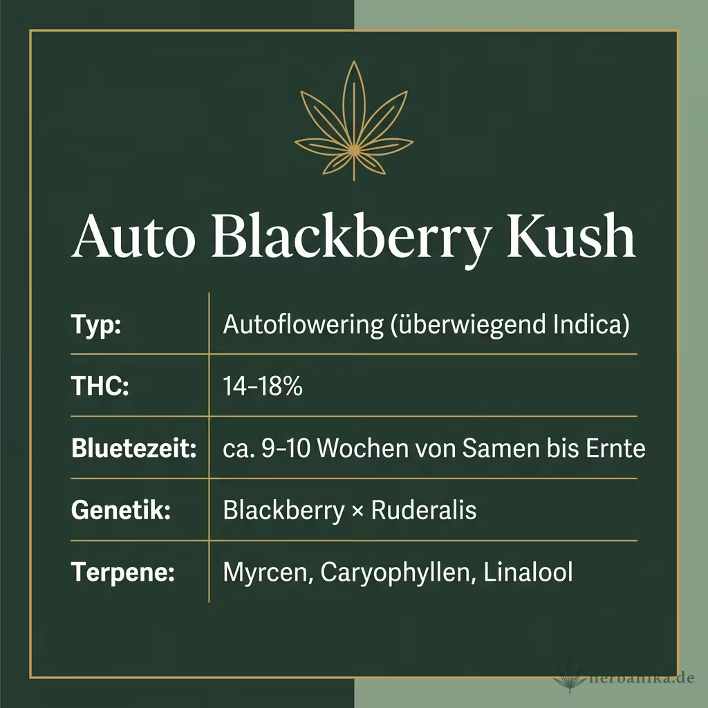 Infografik mit Auto Blackberry Kush Key Facts: Typ Autoflowering (überwiegend Indica), THC 14-18%, Bluetezeit ca. 9-10 Wochen von Samen bis Ernte, Genetik Blackberry × Ruderalis und Terpene Myrcen, Caryophyllen, Linalool