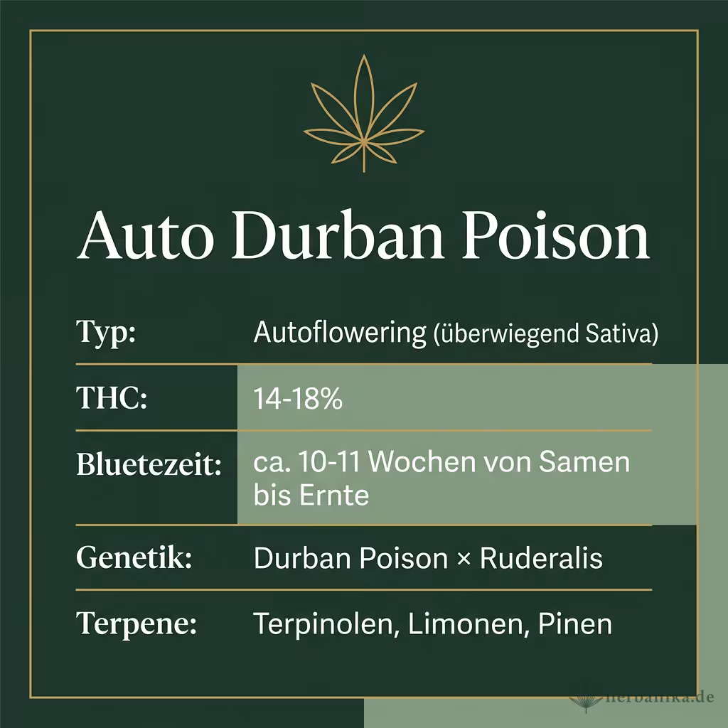 Infografik mit Auto Durban Poison Key Facts: Typ Autoflowering (überwiegend Sativa), THC 14-18%, Bluetezeit ca. 10-11 Wochen von Samen bis Ernte, Genetik Durban Poison × Ruderalis und Terpene Terpinolen, Limonen, Pinen