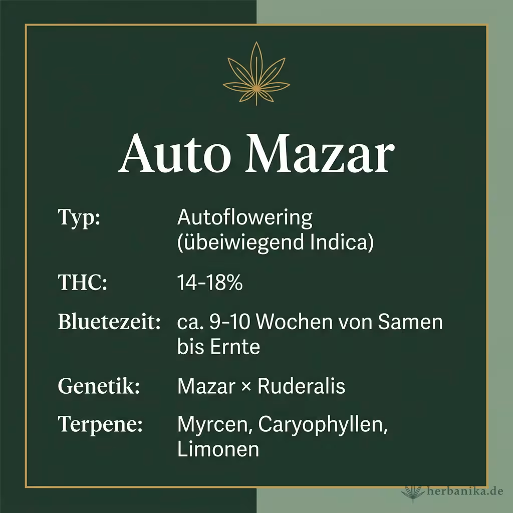 Infografik mit Auto Mazar Key Facts: Typ Autoflowering (überwiegend Indica), THC 14-18%, Bluetezeit ca. 9-10 Wochen von Samen bis Ernte, Genetik Mazar × Ruderalis und Terpene Myrcen, Caryophyllen, Limonen