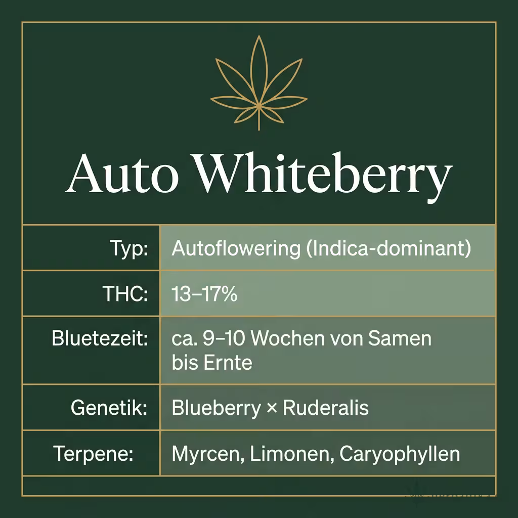 Infografik mit Auto Whiteberry Key Facts: Typ Autoflowering (Indica-dominant), THC 13-17%, Bluetezeit ca. 9-10 Wochen von Samen bis Ernte, Genetik Blueberry × Ruderalis und Terpene Myrcen, Limonen, Caryophyllen