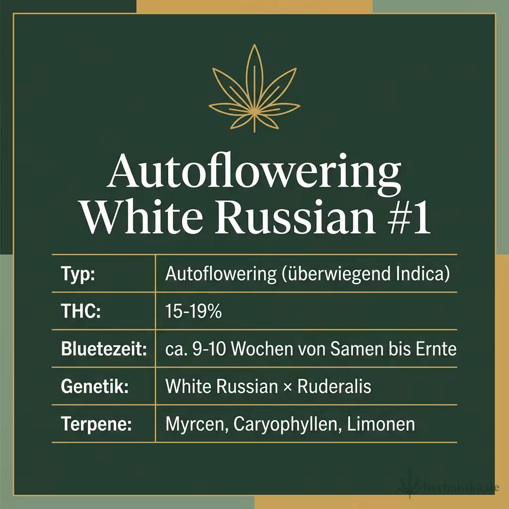 Infografik mit Autoflowering White Russian #1 Key Facts: Typ Autoflowering (überwiegend Indica), THC 15-19%, Bluetezeit ca. 9-10 Wochen von Samen bis Ernte, Genetik White Russian × Ruderalis und Terpene Myrcen, Caryophyllen, Limonen