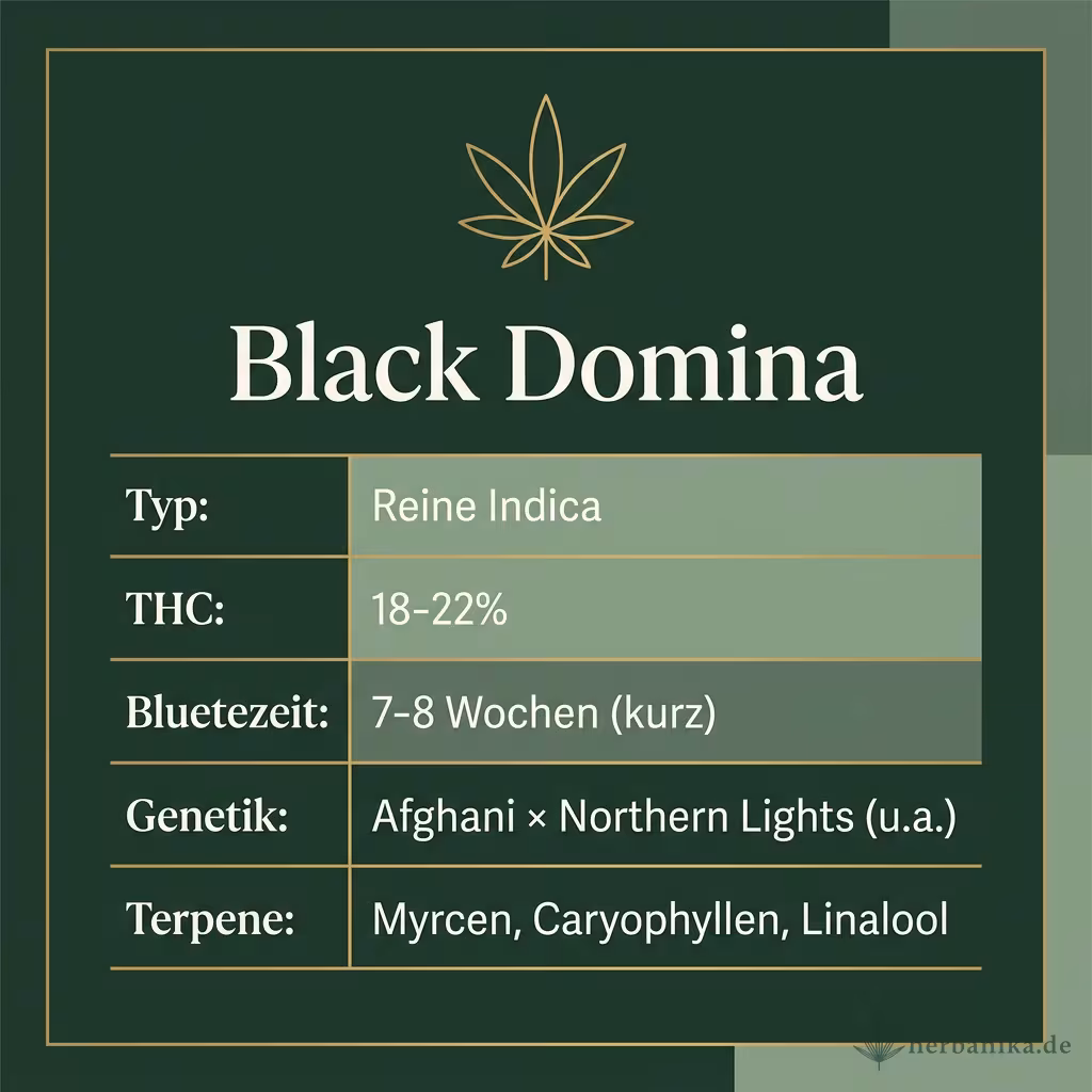 Infografik mit Black-Domina Key Facts: Typ reine Indica, THC 18-22%, Bluetezeit 7-8 Wochen, Genetik Afghani x Northern Lights und Terpene Myrcen, Caryophyllen, Linalool