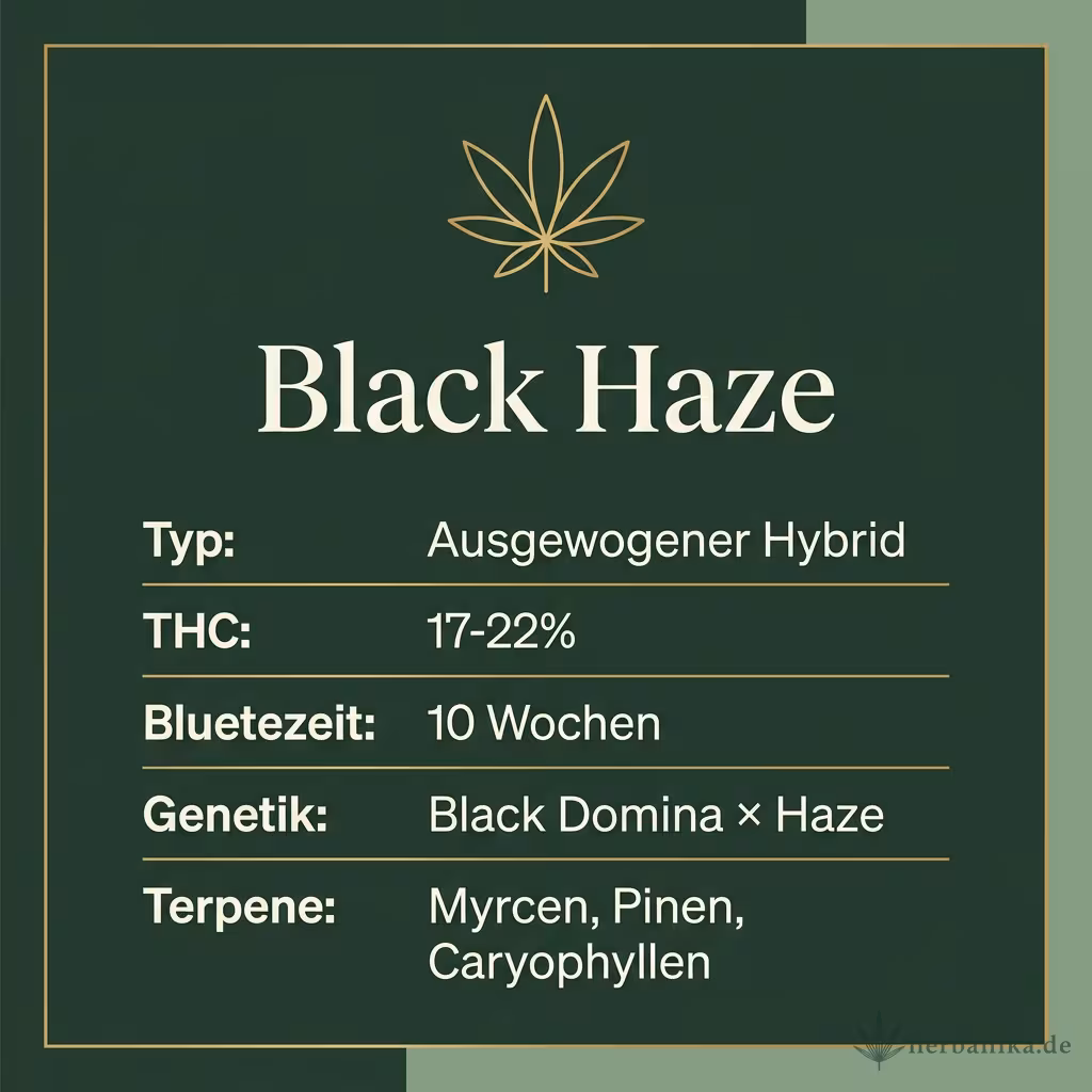 Infografik mit Black Haze Key Facts: Typ Ausgewogener Hybrid, THC 17-22%, Bluetezeit 10 Wochen, Genetik Black Domina × Haze und Terpene Myrcen, Pinen, Caryophyllen