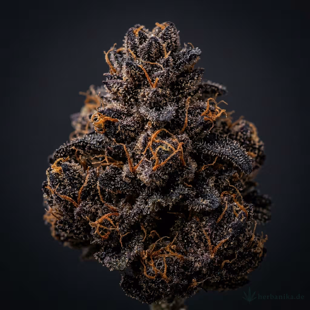 Black Russian: Wirkung, Genetik & Anbau