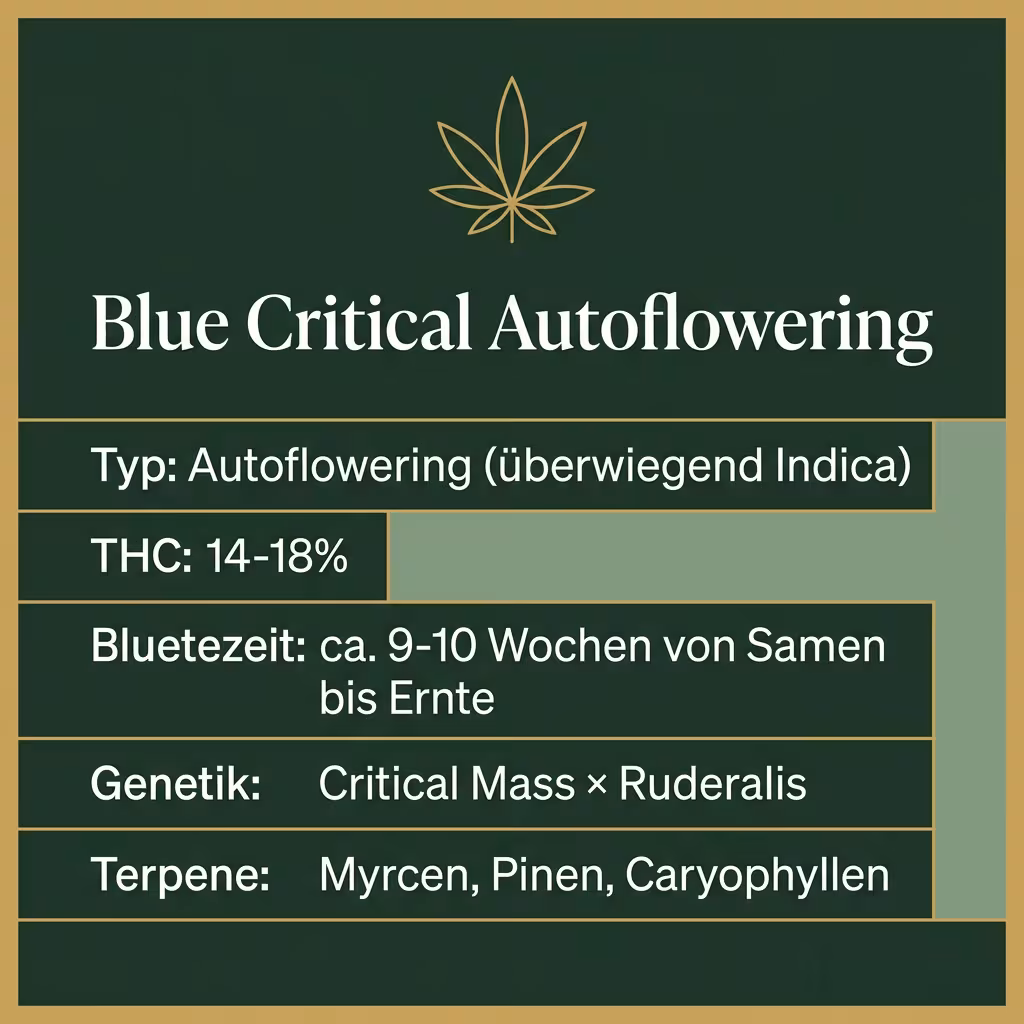 Infografik mit Blue Critical Autoflowering Key Facts: Typ Autoflowering (überwiegend Indica), THC 14-18%, Bluetezeit ca. 9-10 Wochen von Samen bis Ernte, Genetik Critical Mass × Ruderalis und Terpene Myrcen, Pinen, Caryophyllen