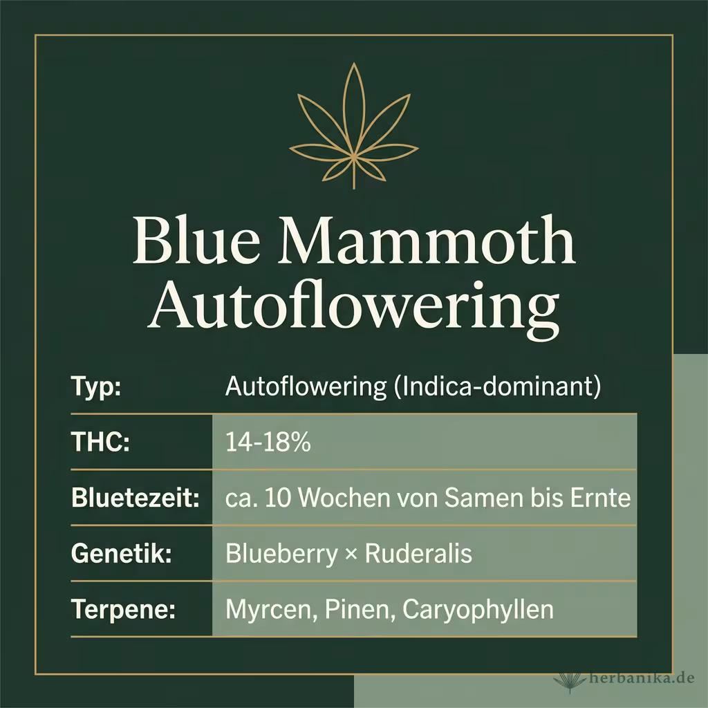Infografik mit Blue Mammoth Autoflowering Key Facts: Typ Autoflowering (Indica-dominant), THC 14-18%, Bluetezeit ca. 10 Wochen von Samen bis Ernte, Genetik Blueberry × Ruderalis und Terpene Myrcen, Pinen, Caryophyllen