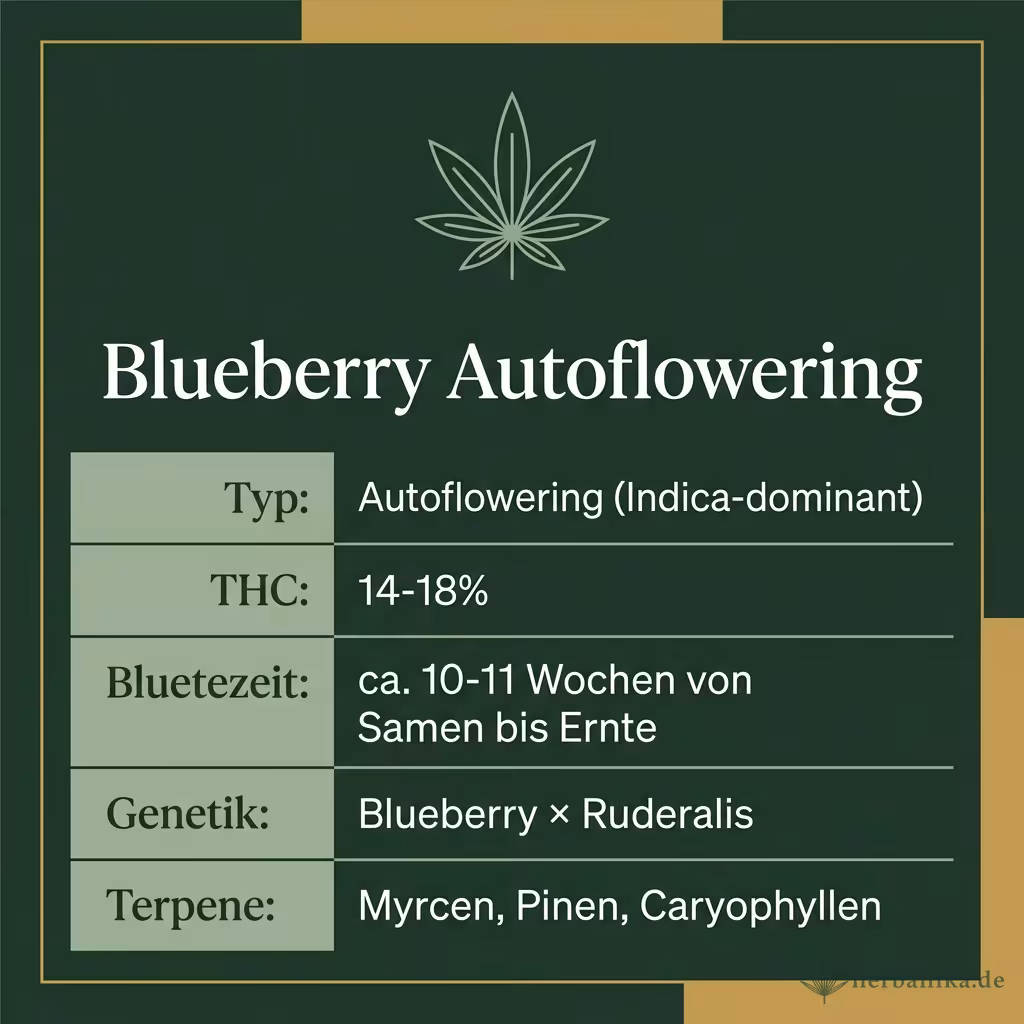 Infografik mit Blueberry Autoflowering Key Facts: Typ Autoflowering (Indica-dominant), THC 14-18%, Bluetezeit ca. 10-11 Wochen von Samen bis Ernte, Genetik Blueberry × Ruderalis und Terpene Myrcen, Pinen, Caryophyllen