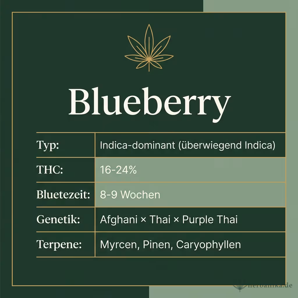 Infografik mit Blueberry Key Facts: Typ Indica-dominant, THC 16-24%, Bluetezeit 8-9 Wochen, Genetik Afghani x Thai x Purple Thai und Terpene Myrcen, Pinen, Caryophyllen