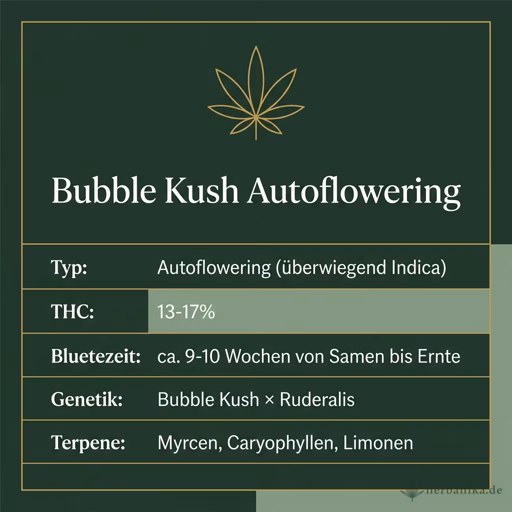 Infografik mit Bubble Kush Autoflowering Key Facts: Typ Autoflowering (überwiegend Indica), THC 13-17%, Bluetezeit ca. 9-10 Wochen von Samen bis Ernte, Genetik Bubble Kush × Ruderalis und Terpene Myrcen, Caryophyllen, Limonen