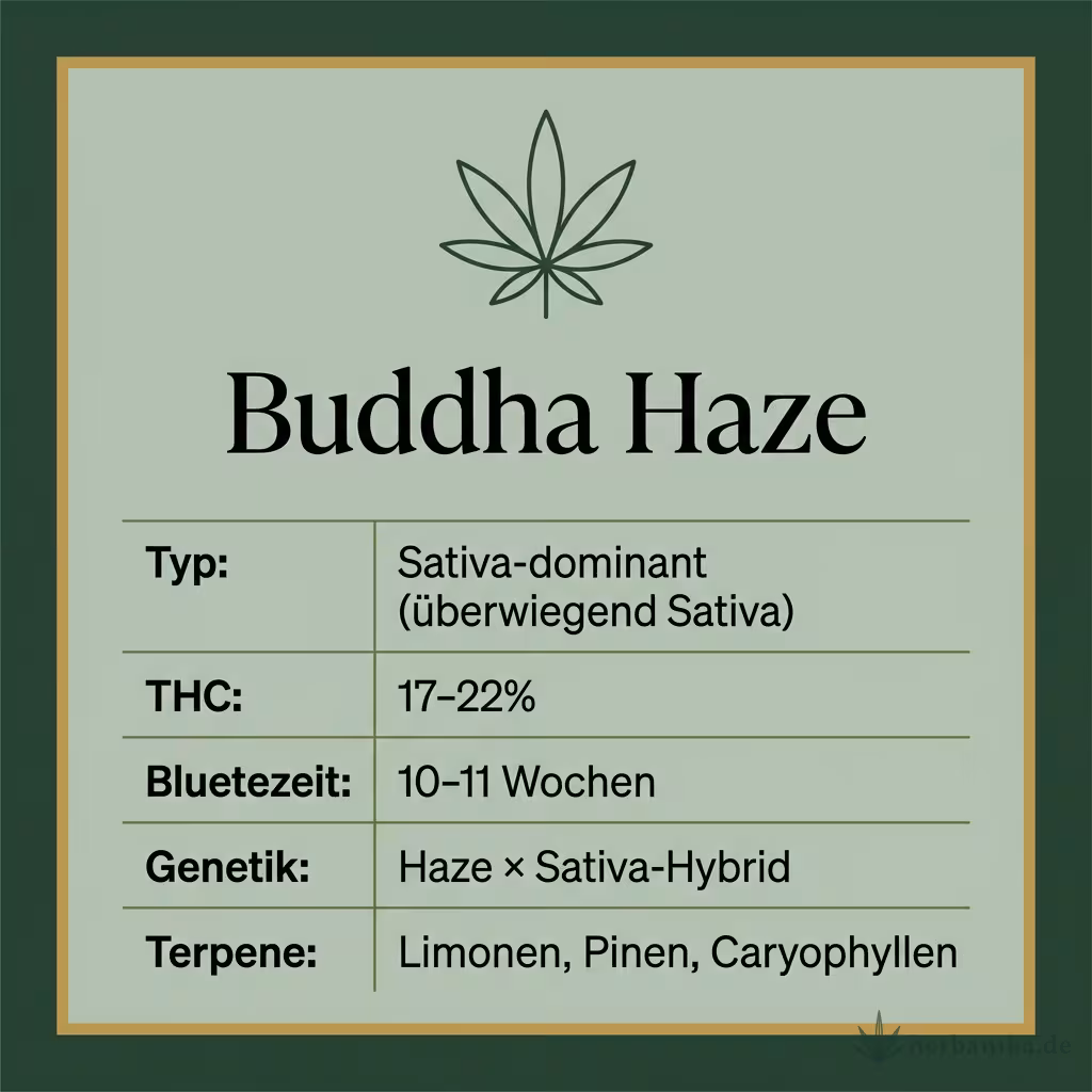 Infografik mit Buddha Haze Key Facts: Typ Sativa-dominant (überwiegend Sativa), THC 17-22%, Bluetezeit 10-11 Wochen, Genetik Haze × Sativa-Hybrid und Terpene Limonen, Pinen, Caryophyllen