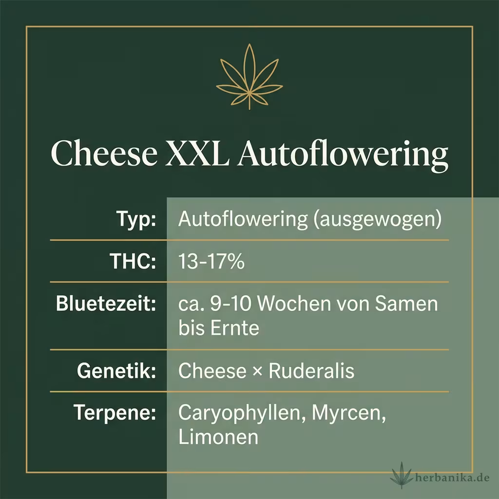 Infografik mit Cheese XXL Autoflowering Key Facts: Typ Autoflowering (ausgewogen), THC 13-17%, Bluetezeit ca. 9-10 Wochen von Samen bis Ernte, Genetik Cheese × Ruderalis und Terpene Caryophyllen, Myrcen, Limonen