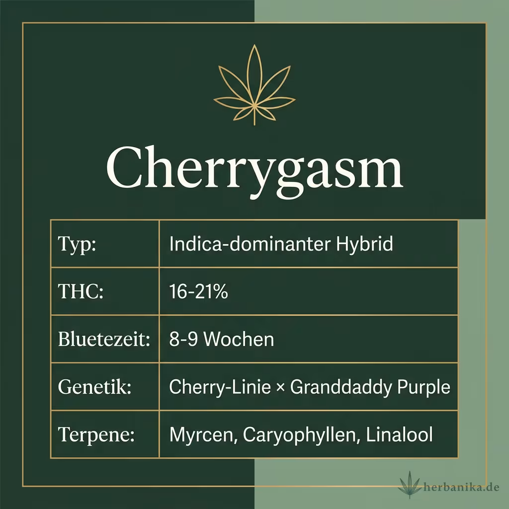 Infografik mit Cherrygasm Key Facts: Typ Indica-dominanter Hybrid, THC 16-21%, Bluetezeit 8-9 Wochen, Genetik Cherry-Linie × Granddaddy Purple und Terpene Myrcen, Caryophyllen, Linalool