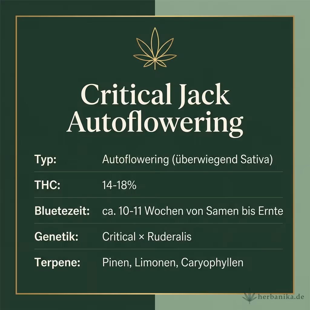 Infografik mit Critical Jack Autoflowering Key Facts: Typ Autoflowering (überwiegend Sativa), THC 14-18%, Bluetezeit ca. 10-11 Wochen von Samen bis Ernte, Genetik Critical × Ruderalis und Terpene Pinen, Limonen, Caryophyllen