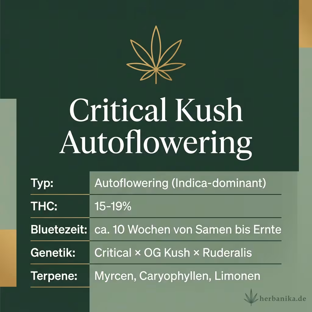 Infografik mit Critical Kush Autoflowering Key Facts: Typ Autoflowering (Indica-dominant), THC 15-19%, Bluetezeit ca. 10 Wochen von Samen bis Ernte, Genetik Critical × OG Kush × Ruderalis und Terpene Myrcen, Caryophyllen, Limonen