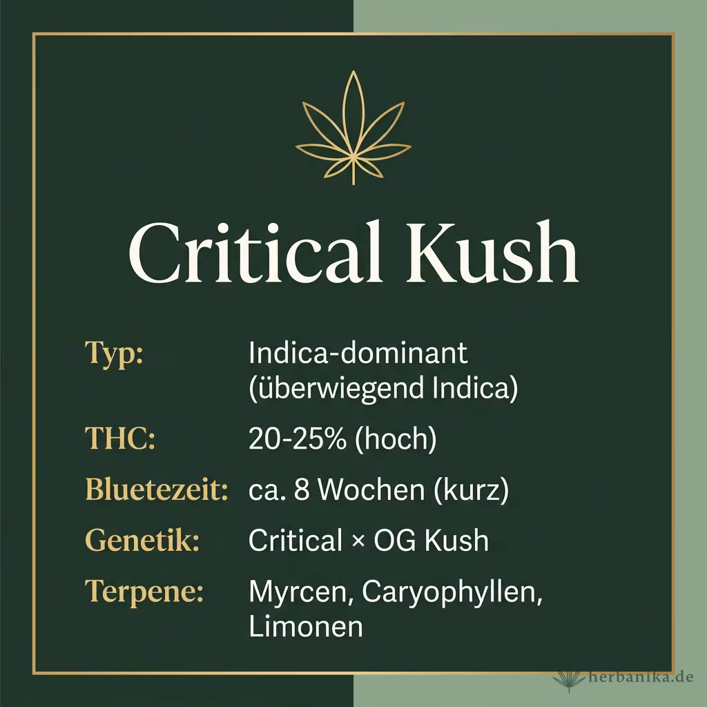 Infografik mit Critical-Kush Key Facts: Typ Indica-dominant, THC 20-25%, Bluetezeit 8 Wochen, Genetik Critical x OG Kush und Terpene Myrcen, Caryophyllen, Limonen