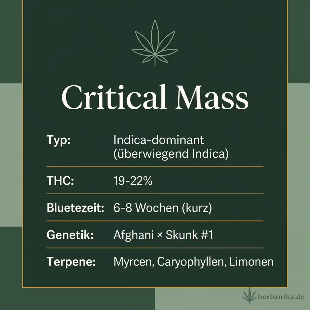 Infografik mit Critical Mass Key Facts: Typ Indica-dominant (überwiegend Indica), THC 19-22%, Bluetezeit 6-8 Wochen (kurz), Genetik Afghani × Skunk #1 und Terpene Myrcen, Caryophyllen, Limonen