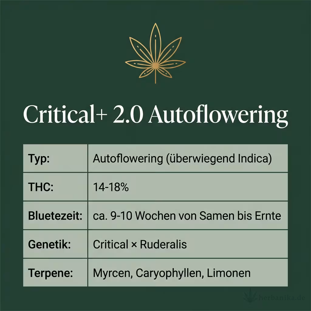 Infografik mit Critical+ 2.0 Autoflowering Key Facts: Typ Autoflowering (überwiegend Indica), THC 14-18%, Bluetezeit ca. 9-10 Wochen von Samen bis Ernte, Genetik Critical × Ruderalis und Terpene Myrcen, Caryophyllen, Limonen
