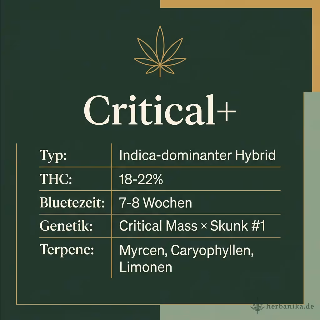 Infografik mit Critical+ Key Facts: Typ Indica-dominanter Hybrid, THC 18-22%, Bluetezeit 7-8 Wochen, Genetik Critical Mass × Skunk #1 und Terpene Myrcen, Caryophyllen, Limonen