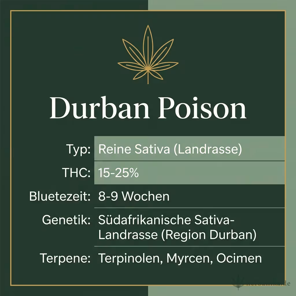 Infografik mit Durban-Poison Key Facts: Typ reine Sativa, THC 15-25%, Bluetezeit 8-9 Wochen, Genetik südafrikanische Landrasse und Terpene Terpinolen, Myrcen, Ocimen