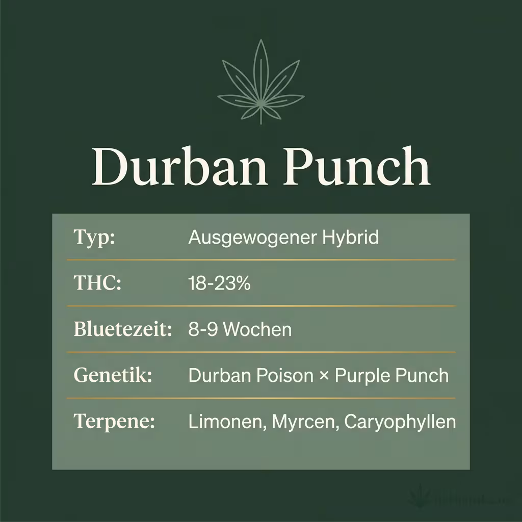 Infografik mit Durban Punch Key Facts: Typ Ausgewogener Hybrid, THC 18-23%, Bluetezeit 8-9 Wochen, Genetik Durban Poison × Purple Punch und Terpene Limonen, Myrcen, Caryophyllen