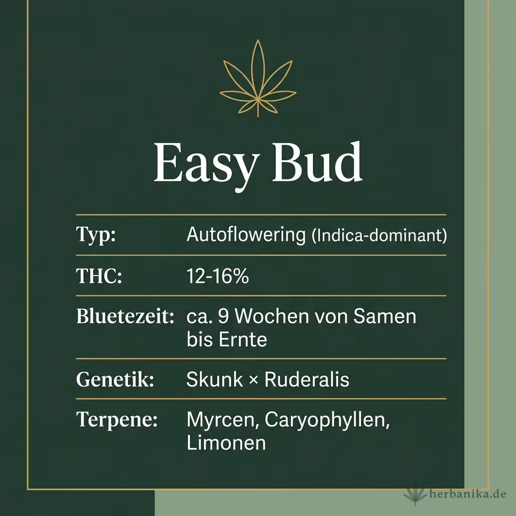 Infografik mit Easy Bud Key Facts: Typ Autoflowering (Indica-dominant), THC 12-16%, Bluetezeit ca. 9 Wochen von Samen bis Ernte, Genetik Skunk × Ruderalis und Terpene Myrcen, Caryophyllen, Limonen