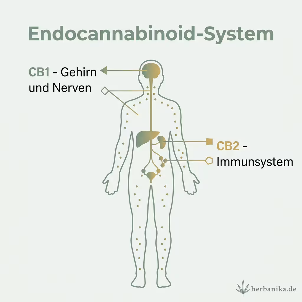 Infografik des Endocannabinoid-Systems mit CB1-Rezeptoren in Gehirn und Nerven und CB2-Rezeptoren im Immunsystem