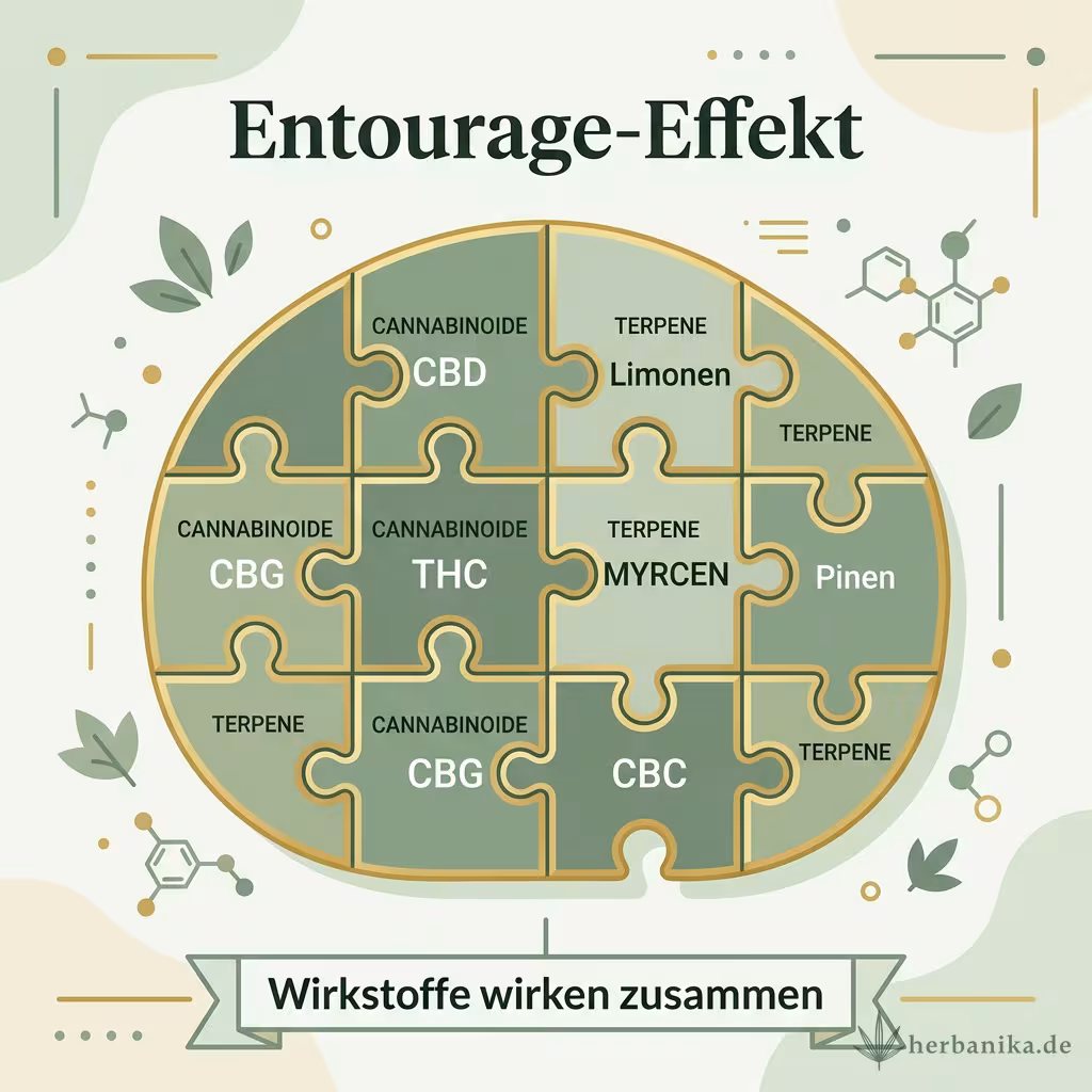 Infografik Entourage-Effekt: Cannabinoide und Terpene als Puzzleteile, die zusammen wirken