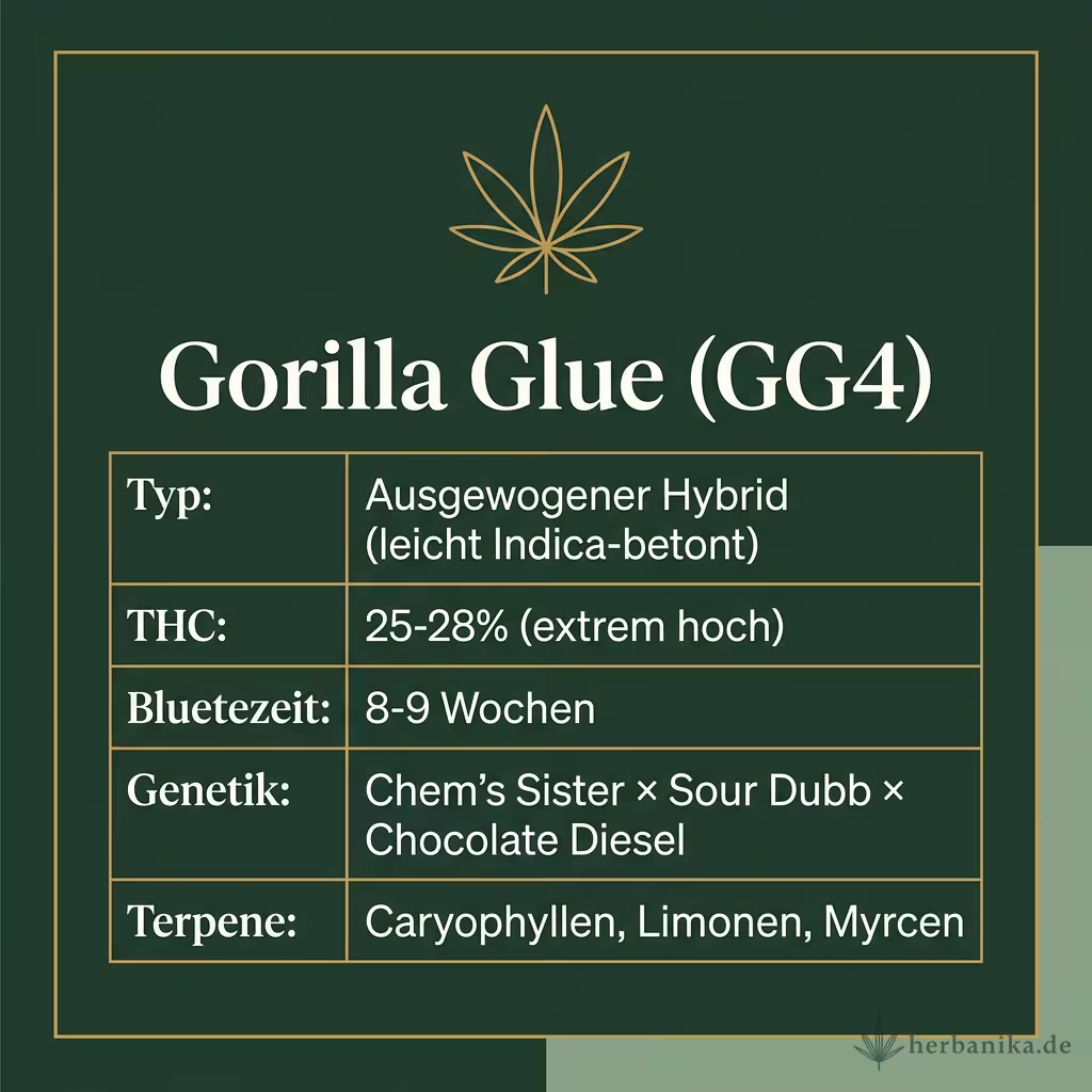 Infografik mit Gorilla-Glue Key Facts: Typ ausgewogener Hybrid, THC 25-28%, Bluetezeit 8-9 Wochen, Genetik Chem's Sister x Sour Dubb x Chocolate Diesel und Terpene Caryophyllen, Limonen, Myrcen