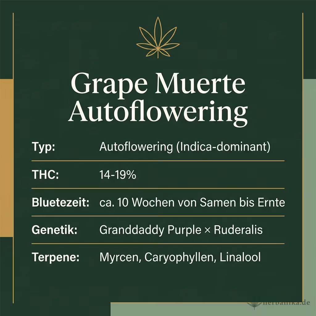 Infografik mit Grape Muerte Autoflowering Key Facts: Typ Autoflowering (Indica-dominant), THC 14-19%, Bluetezeit ca. 10 Wochen von Samen bis Ernte, Genetik Granddaddy Purple × Ruderalis und Terpene Myrcen, Caryophyllen, Linalool