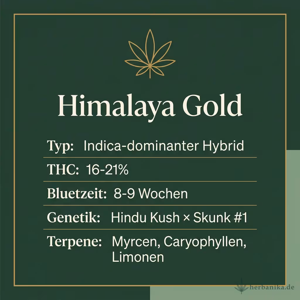 Infografik mit Himalaya Gold Key Facts: Typ Indica-dominanter Hybrid, THC 16-21%, Bluetezeit 8-9 Wochen, Genetik Hindu Kush × Skunk #1 und Terpene Myrcen, Caryophyllen, Limonen