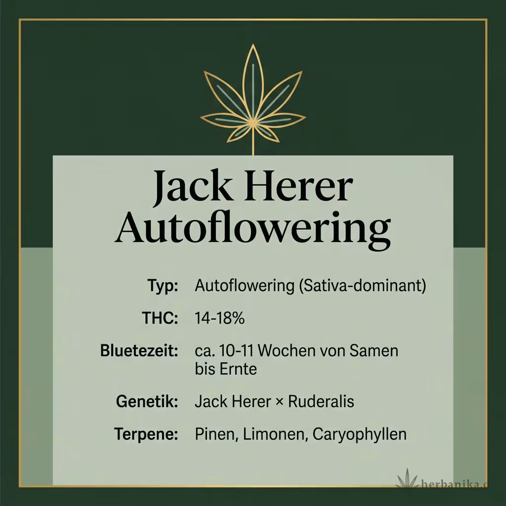 Infografik mit Jack Herer Autoflowering Key Facts: Typ Autoflowering (Sativa-dominant), THC 14-18%, Bluetezeit ca. 10-11 Wochen von Samen bis Ernte, Genetik Jack Herer × Ruderalis und Terpene Pinen, Limonen, Caryophyllen