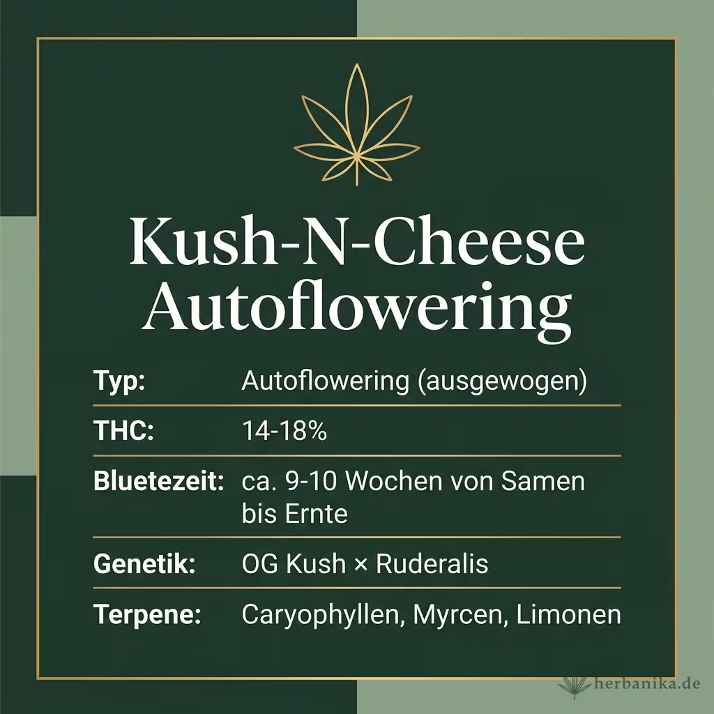 Infografik mit Kush-N-Cheese Autoflowering Key Facts: Typ Autoflowering (ausgewogen), THC 14-18%, Bluetezeit ca. 9-10 Wochen von Samen bis Ernte, Genetik OG Kush × Ruderalis und Terpene Caryophyllen, Myrcen, Limonen