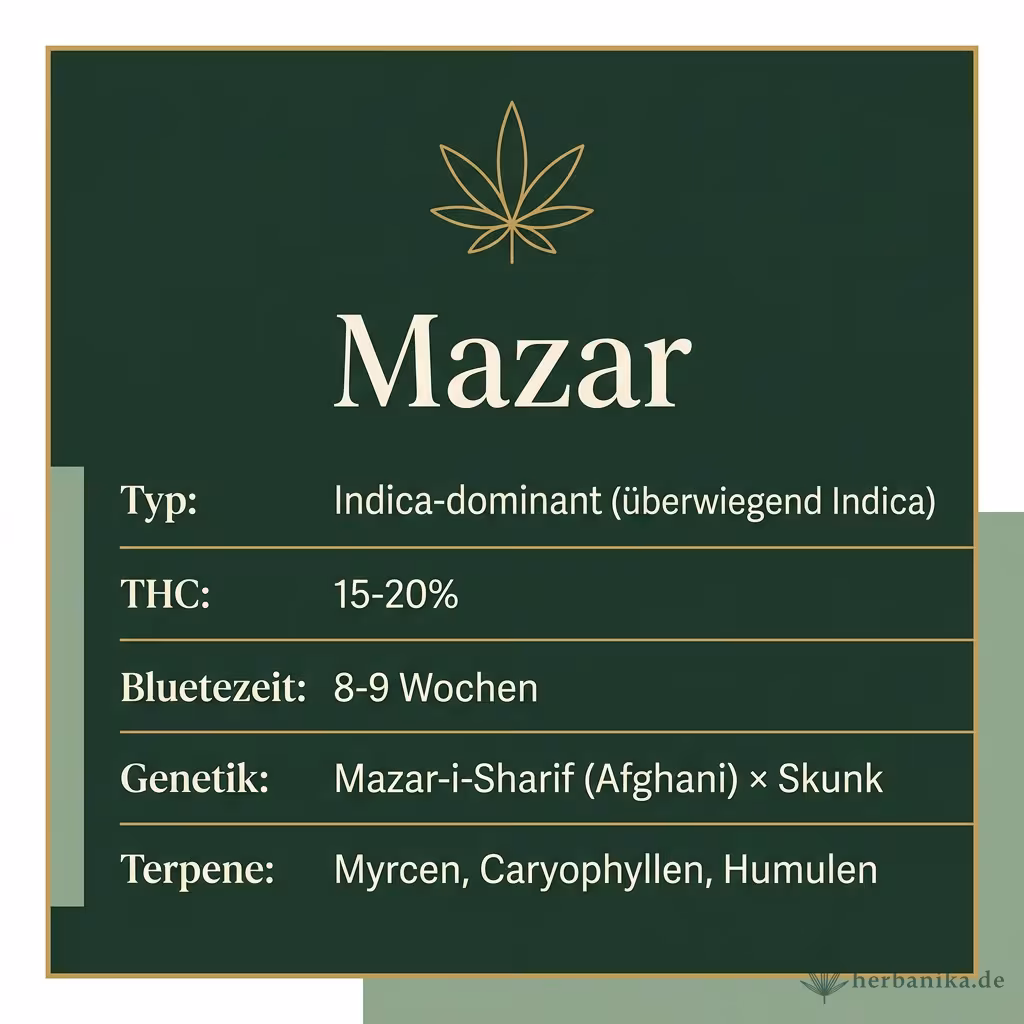 Infografik mit Mazar Key Facts: Typ Indica-dominant, THC 15-20%, Bluetezeit 8-9 Wochen, Genetik Mazar-i-Sharif x Skunk und Terpene Myrcen, Caryophyllen, Humulen