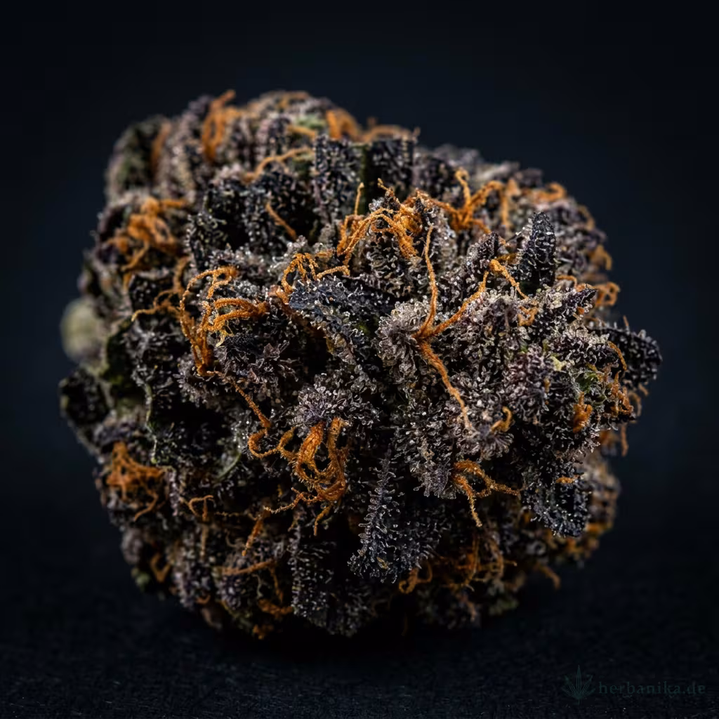 Night Queen: Wirkung, Genetik & Anbau