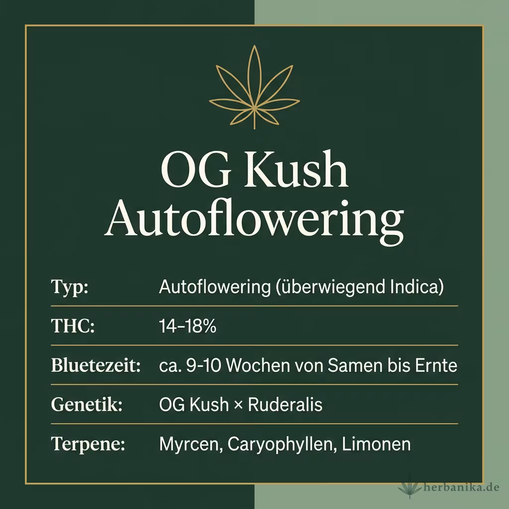 Infografik mit OG Kush Autoflowering Key Facts: Typ Autoflowering (überwiegend Indica), THC 14-18%, Bluetezeit ca. 9-10 Wochen von Samen bis Ernte, Genetik OG Kush × Ruderalis und Terpene Myrcen, Caryophyllen, Limonen