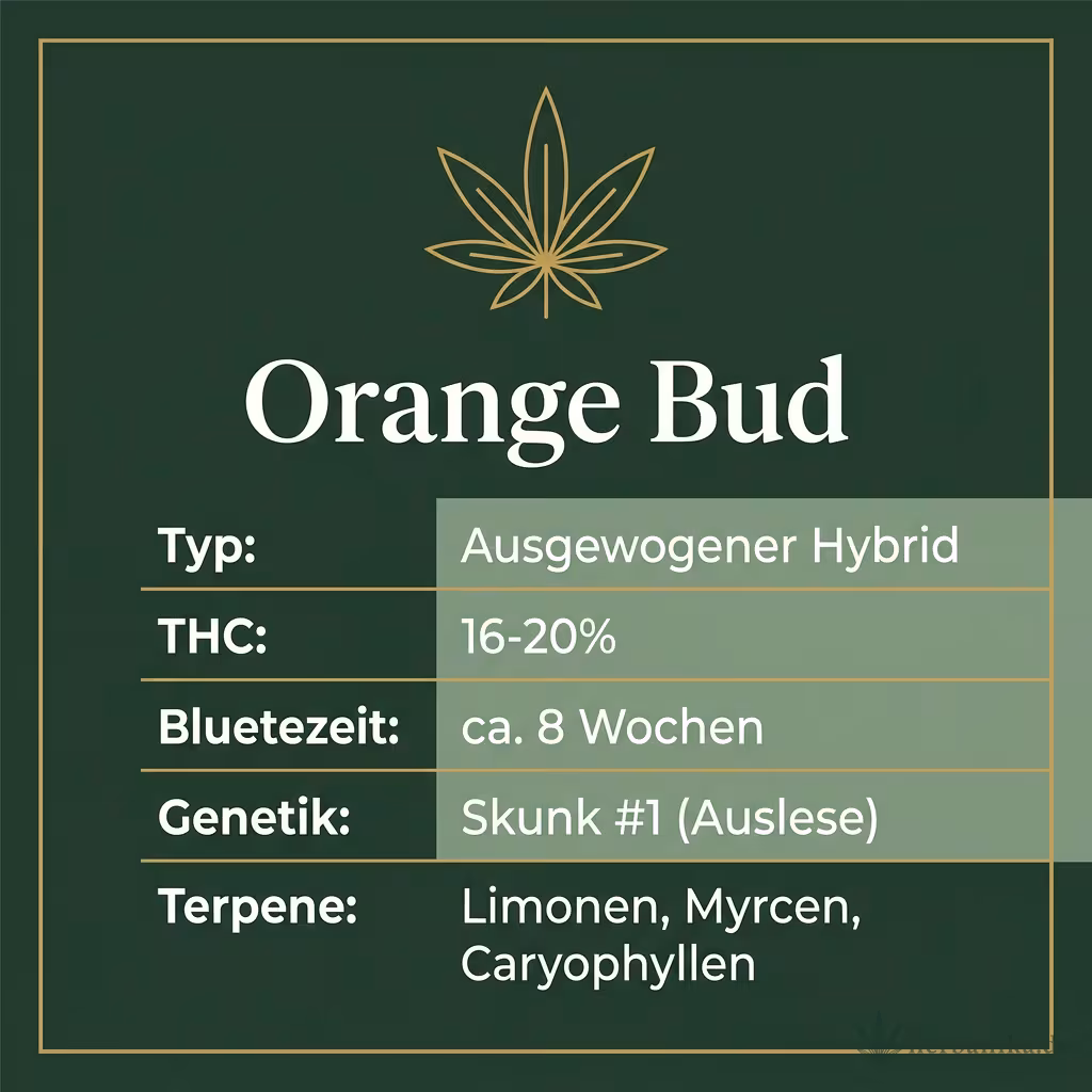 Infografik mit Orange Bud Key Facts: Typ Ausgewogener Hybrid, THC 16-20%, Bluetezeit ca. 8 Wochen, Genetik Skunk #1 (Auslese) und Terpene Limonen, Myrcen, Caryophyllen