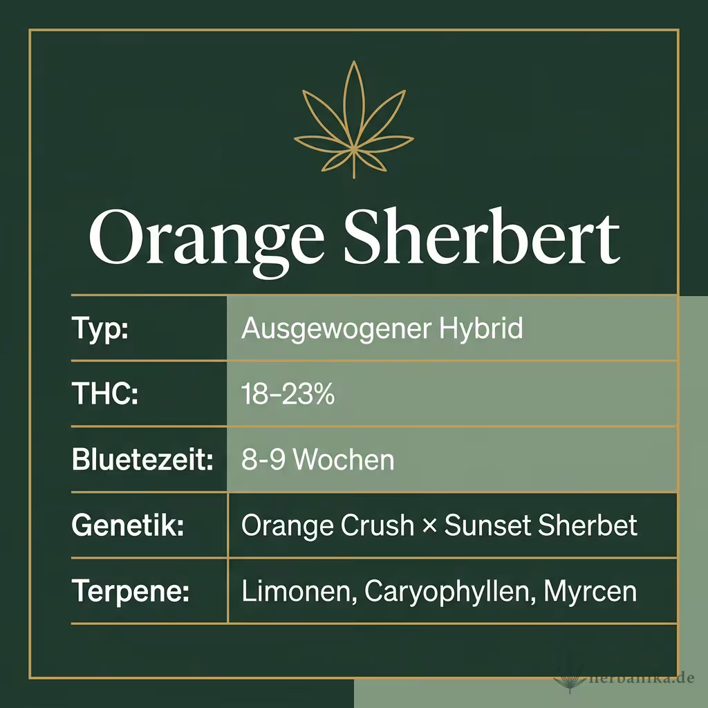 Infografik mit Orange Sherbert Key Facts: Typ Ausgewogener Hybrid, THC 18-23%, Bluetezeit 8-9 Wochen, Genetik Orange Crush × Sunset Sherbet und Terpene Limonen, Caryophyllen, Myrcen