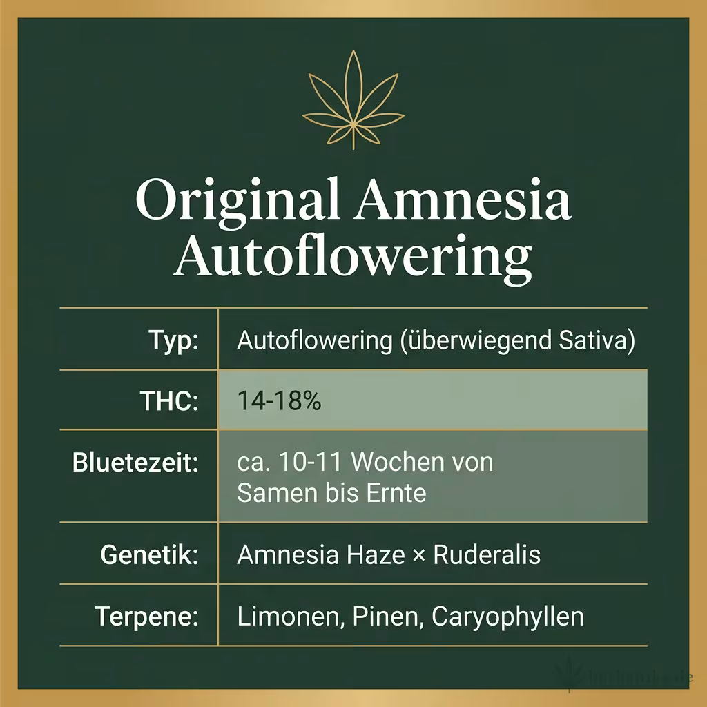 Infografik mit Original Amnesia Autoflowering Key Facts: Typ Autoflowering (überwiegend Sativa), THC 14-18%, Bluetezeit ca. 10-11 Wochen von Samen bis Ernte, Genetik Amnesia Haze × Ruderalis und Terpene Limonen, Pinen, Caryophyllen