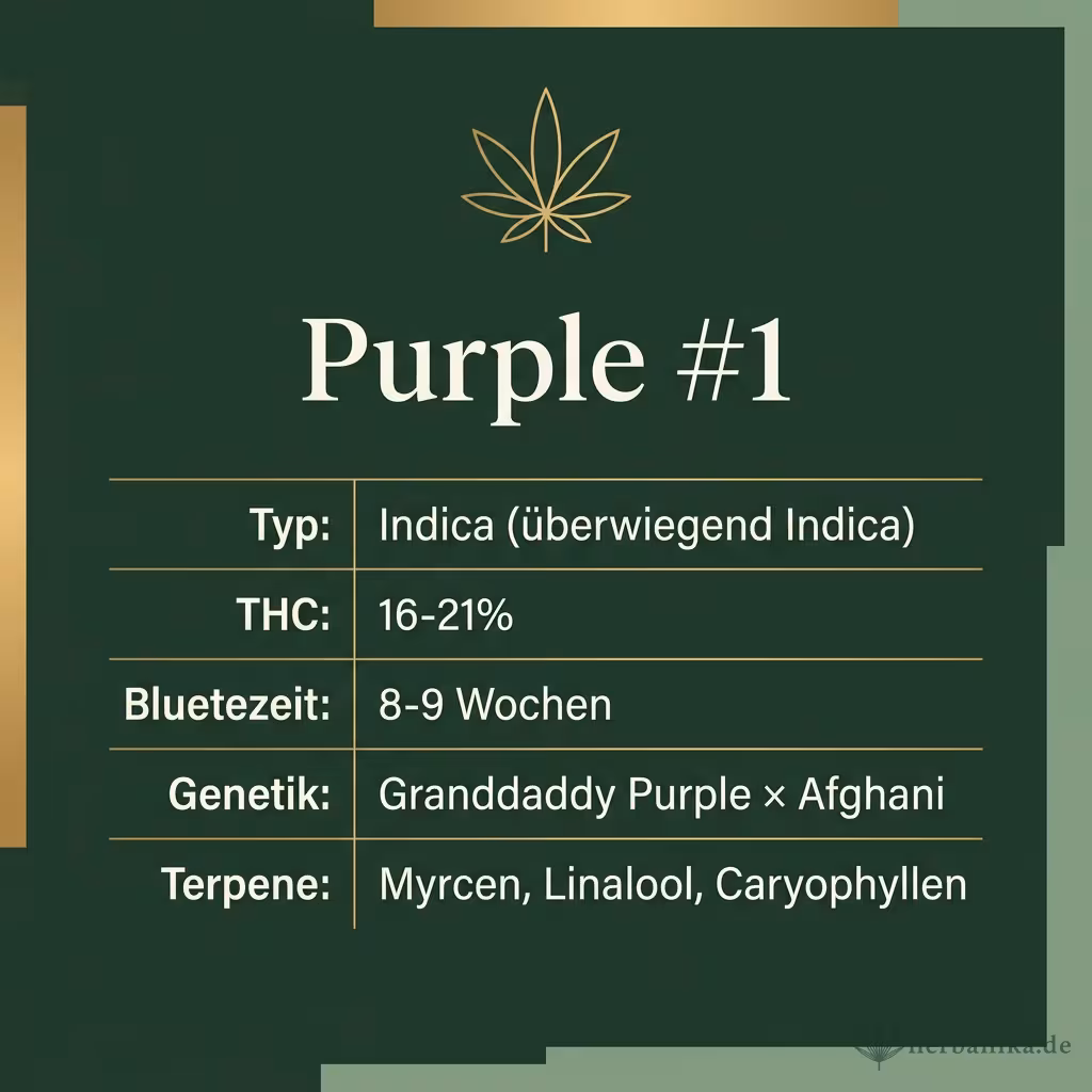 Infografik mit Purple #1 Key Facts: Typ Indica (überwiegend Indica), THC 16-21%, Bluetezeit 8-9 Wochen, Genetik Granddaddy Purple × Afghani und Terpene Myrcen, Linalool, Caryophyllen