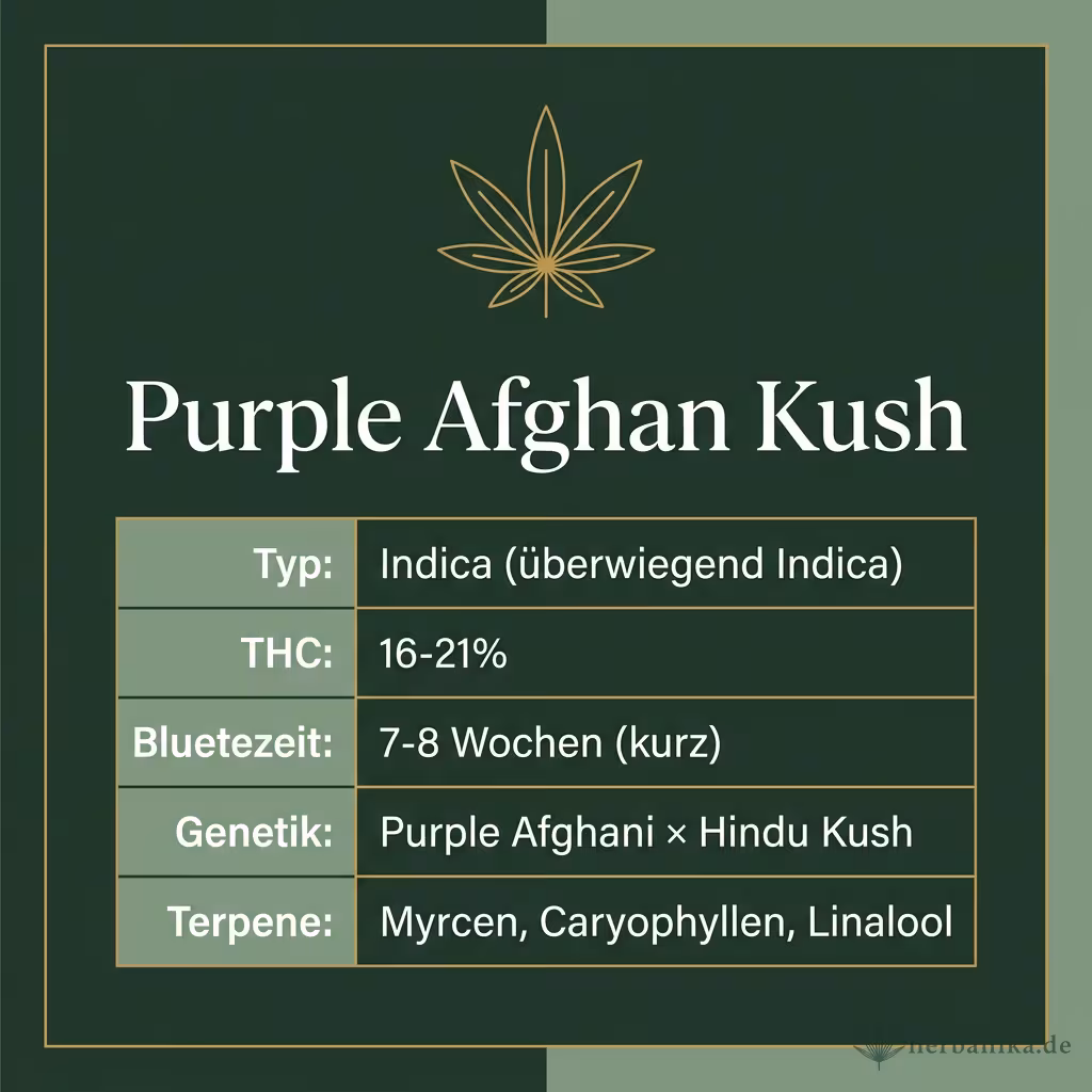 Infografik mit Purple Afghan Kush Key Facts: Typ Indica (überwiegend Indica), THC 16-21%, Bluetezeit 7-8 Wochen (kurz), Genetik Purple Afghani × Hindu Kush und Terpene Myrcen, Caryophyllen, Linalool