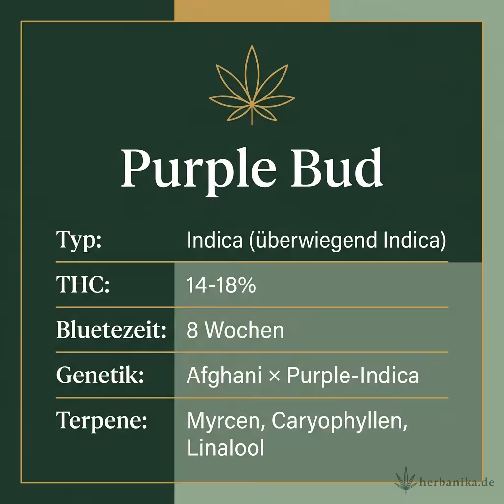Infografik mit Purple Bud Key Facts: Typ Indica (überwiegend Indica), THC 14-18%, Bluetezeit 8 Wochen, Genetik Afghani × Purple-Indica und Terpene Myrcen, Caryophyllen, Linalool