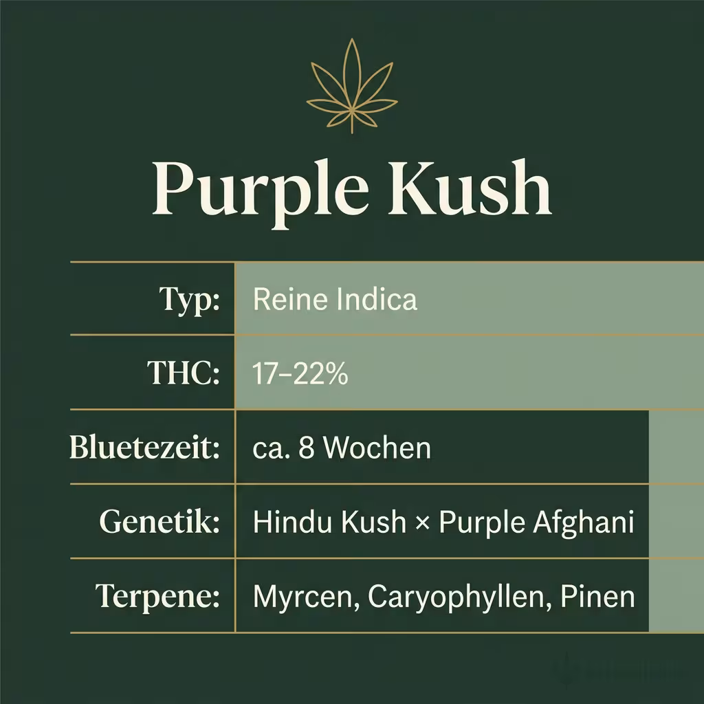 Infografik mit Purple-Kush Key Facts: Typ reine Indica, THC 17-22%, Bluetezeit 8 Wochen, Genetik Hindu Kush x Purple Afghani und Terpene Myrcen, Caryophyllen, Pinen