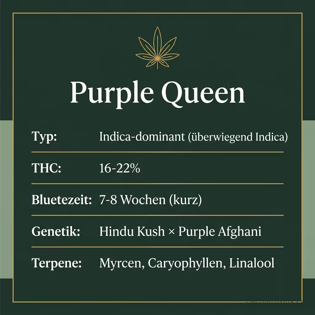 Infografik mit Purple Queen Key Facts: Typ Indica-dominant (überwiegend Indica), THC 16-22%, Bluetezeit 7-8 Wochen (kurz), Genetik Hindu Kush × Purple Afghani und Terpene Myrcen, Caryophyllen, Linalool
