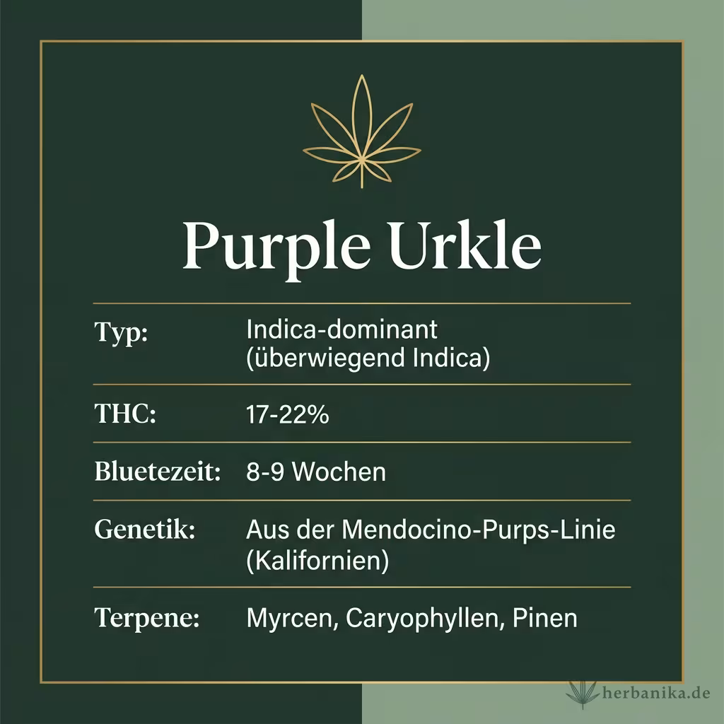 Infografik mit Purple-Urkle Key Facts: Typ Indica-dominant, THC 17-22%, Bluetezeit 8-9 Wochen, Genetik Mendocino-Purps-Linie und Terpene Myrcen, Caryophyllen, Pinen