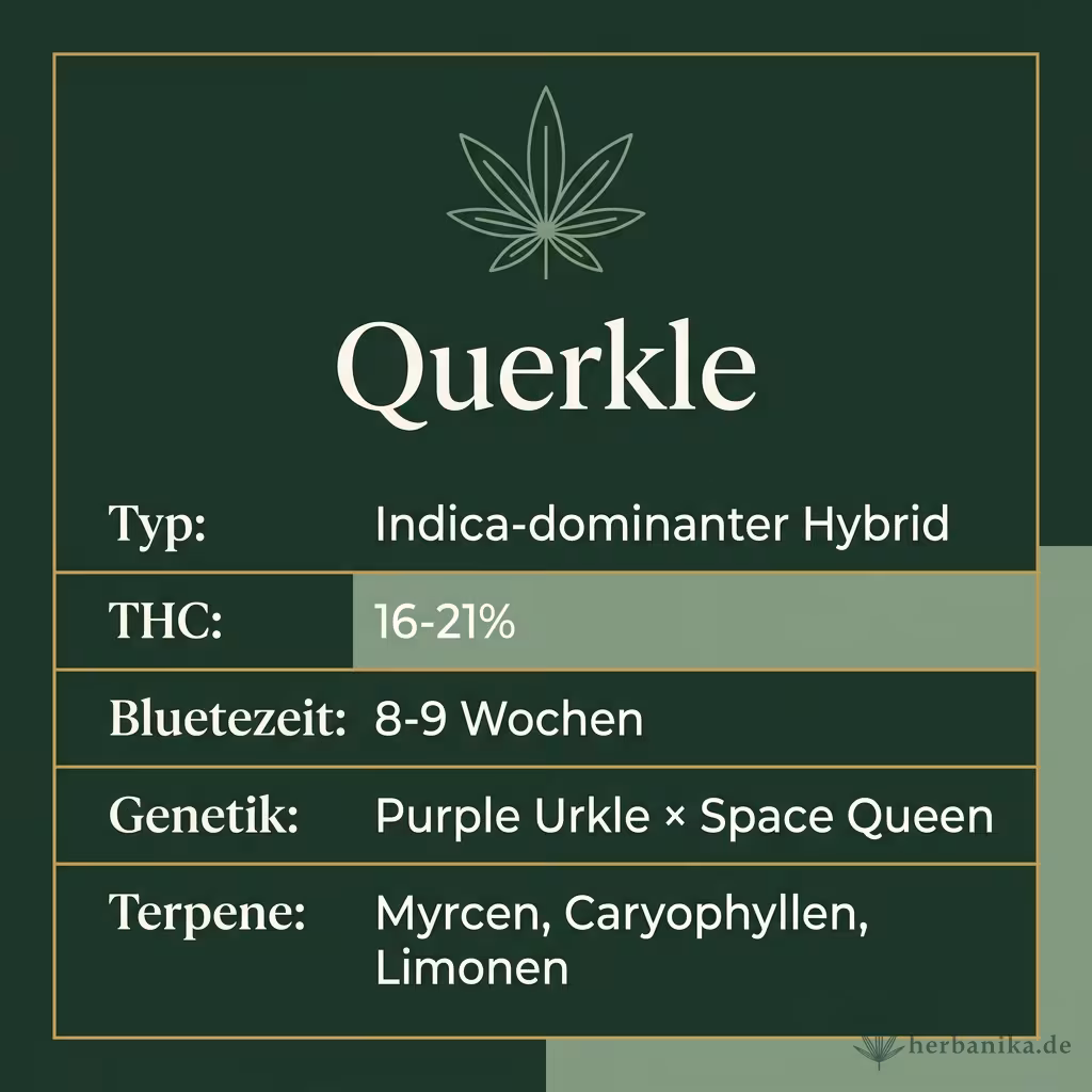 Infografik mit Querkle Key Facts: Typ Indica-dominanter Hybrid, THC 16-21%, Bluetezeit 8-9 Wochen, Genetik Purple Urkle × Space Queen und Terpene Myrcen, Caryophyllen, Limonen