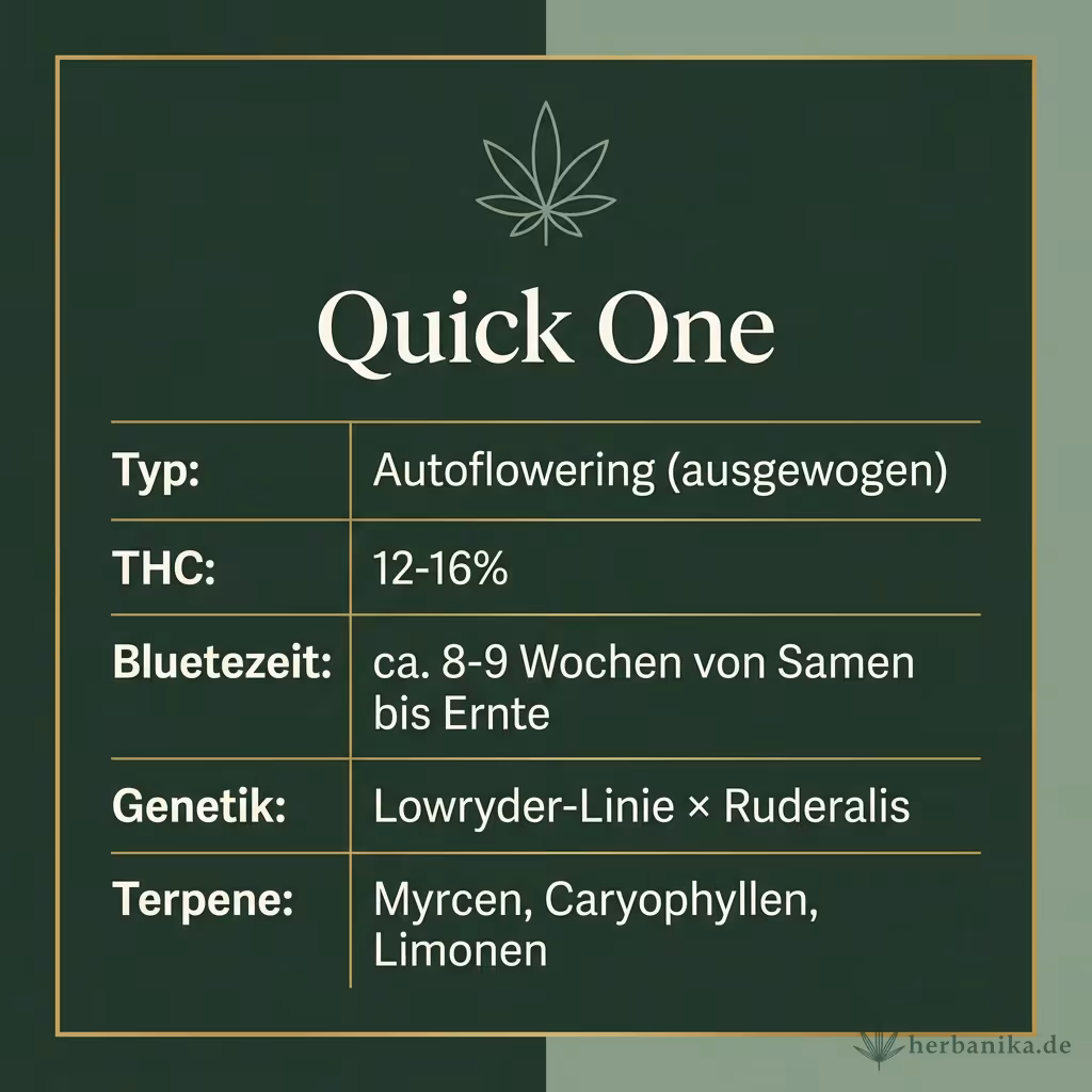 Infografik mit Quick One Key Facts: Typ Autoflowering (ausgewogen), THC 12-16%, Bluetezeit ca. 8-9 Wochen von Samen bis Ernte, Genetik Lowryder-Linie × Ruderalis und Terpene Myrcen, Caryophyllen, Limonen